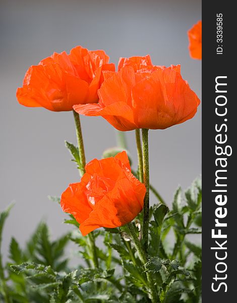 Just three kitschy red poppies. Grey background is blurred. Variation. Just three kitschy red poppies. Grey background is blurred. Variation.