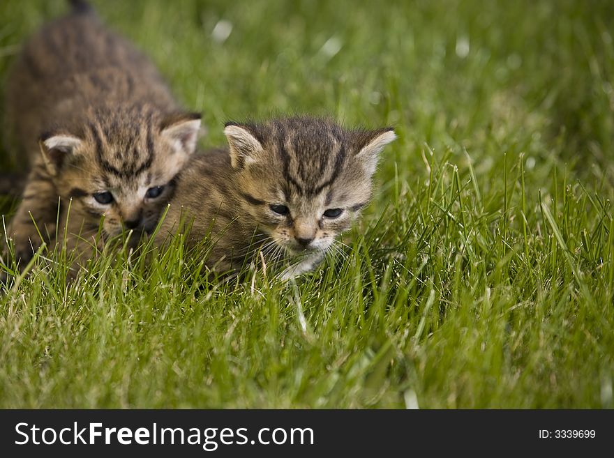 Small young cat portrait on green grass. Small young cat portrait on green grass