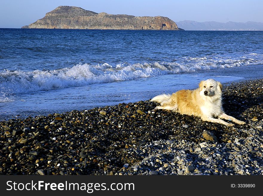 Dog on the beach. Crete, Greece
