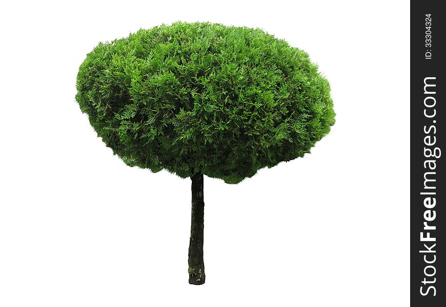 Green beautiful and roundl tree isolated