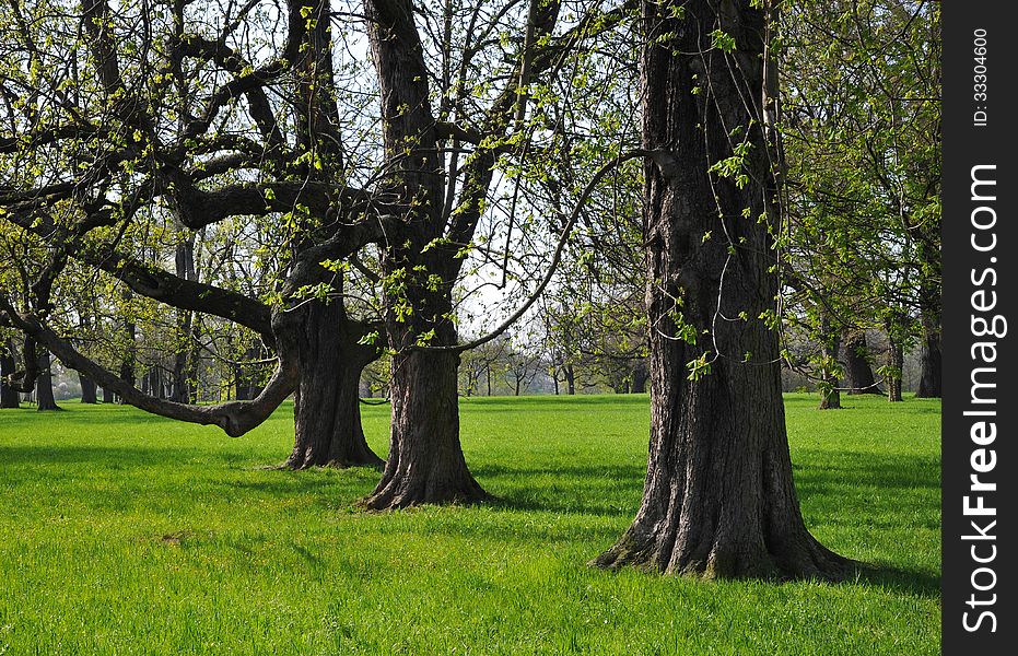 Old gnarled chestnut trees flowering on a luscious meadow. Old gnarled chestnut trees flowering on a luscious meadow