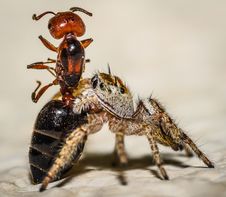 Small Brown And Yellow Jumping Spider Macro And An Stock Photo Small Brown And Yellow Jumping Spider Macro And An Stock Photo