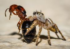 Small Brown And Yellow Jumping Spider Macro And An Royalty Free Stock Photography Small Brown And Yellow Jumping Spider Macro And An Royalty Free Stock Photography