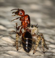 Small Brown And Yellow Jumping Spider Macro And An Stock Photo Small Brown And Yellow Jumping Spider Macro And An Stock Photo