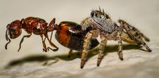 Small Brown And Yellow Jumping Spider Macro And An Stock Photos Small Brown And Yellow Jumping Spider Macro And An Stock Photos