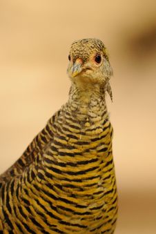 Golden Pheasant &x28;Chrysolophus Pictus&x29; Stock Image Golden Pheasant &x28;Chrysolophus Pictus&x29; Stock Image