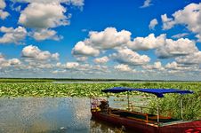 A Boat In Lotus Pond Stock Photo A Boat In Lotus Pond Stock Photo