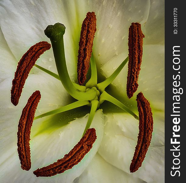 Tiger Lily Pistils And Antenna Macro