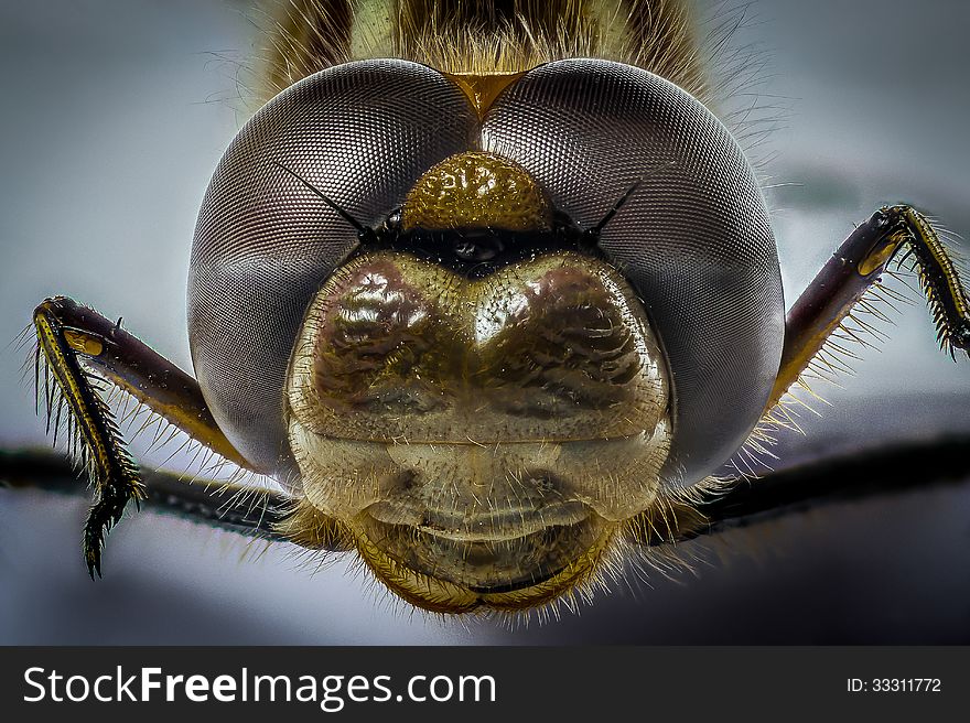 Yellow Dragonfly Head Macro Closeup