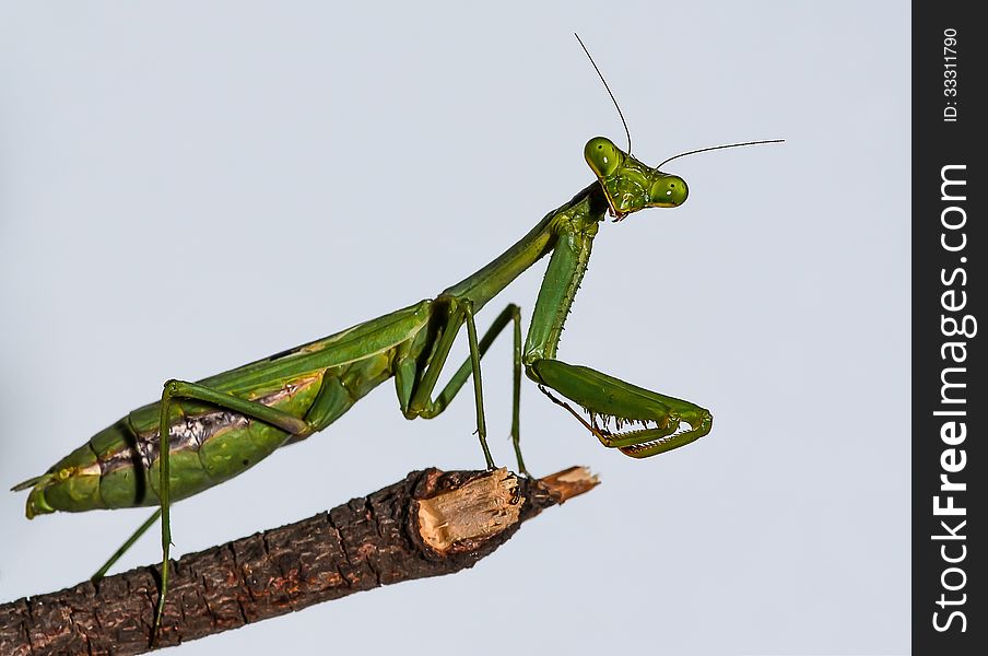 Green European Mantis standing on a wood stick Macro Closeup. Green European Mantis standing on a wood stick Macro Closeup