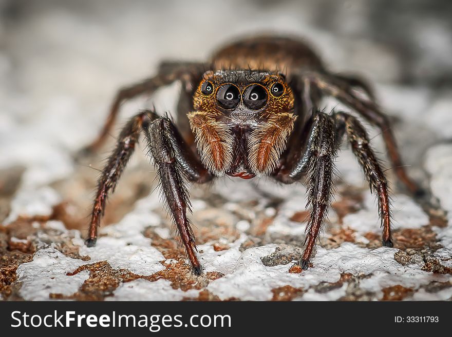 Brown Jumping Spider Macro Closeup