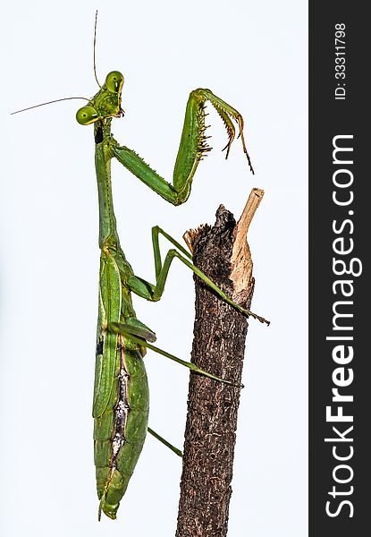 Green European Mantis Macro Closeup standing on a wood stick