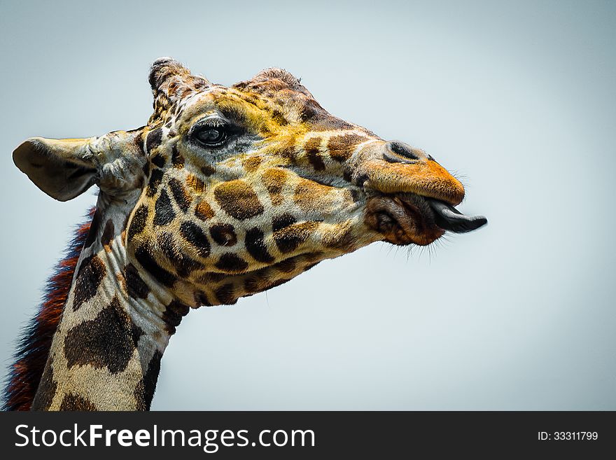 Giraffe Showing Its Tongue Closeup