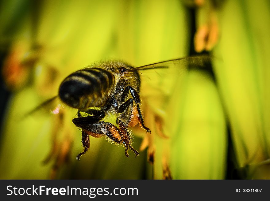 Flying bee moving away macro closeup