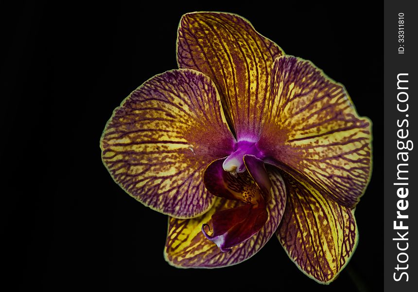 Yellow And Violet Orchid Macro Closeup