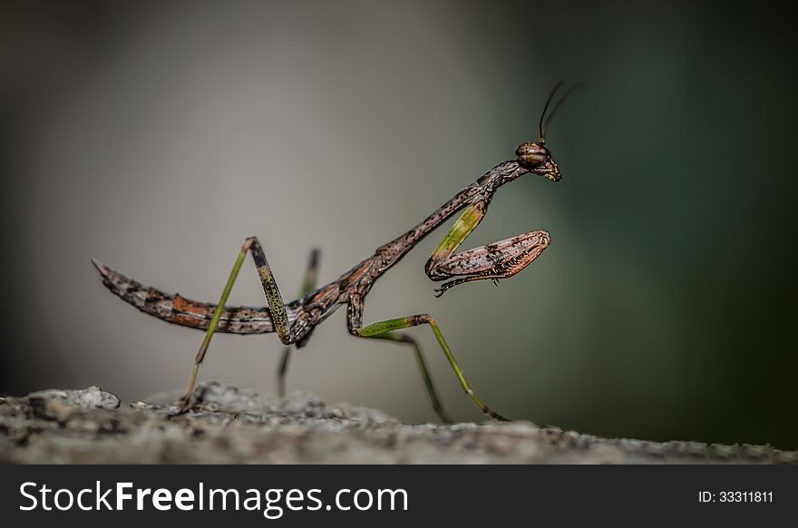 Small Brown Mantis Macro Closeup