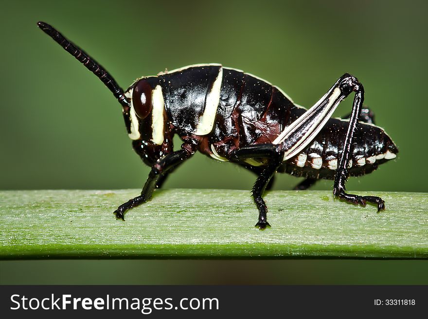 Small Black and White Grasshopper Nymph Macro Closeup