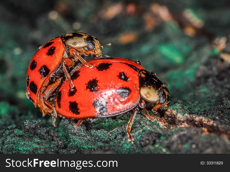 Two red and black ladybugs copulating macro closeup