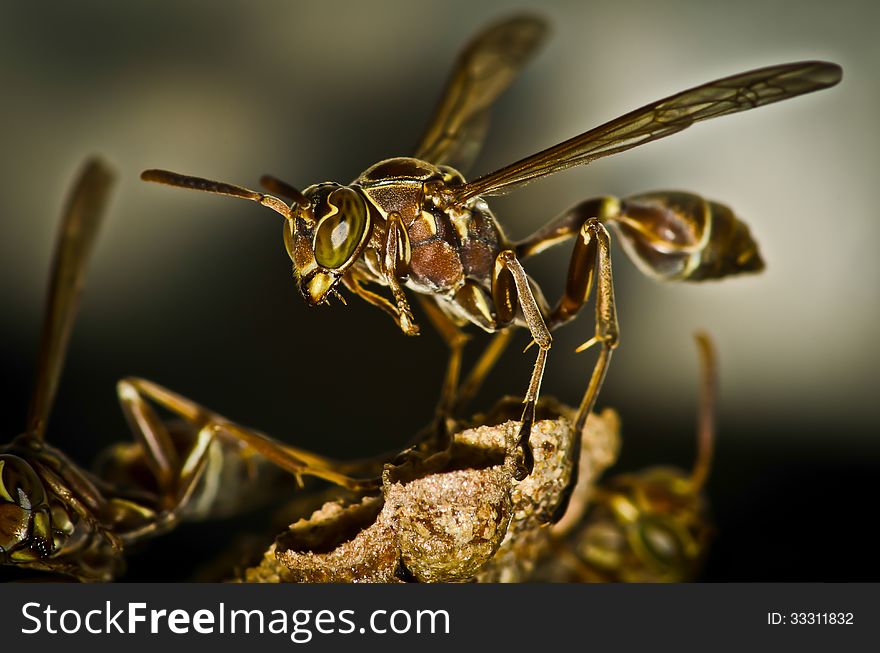 Small brown and yellow wasp macro closeup. Small brown and yellow wasp macro closeup