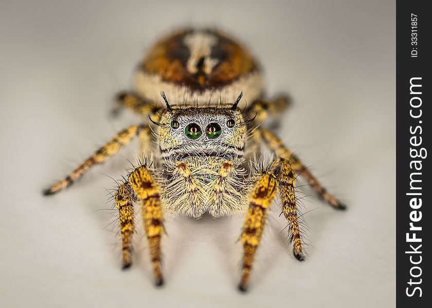 Brown and Yellow Jumping Spider Macro, size about 8mm. Brown and Yellow Jumping Spider Macro, size about 8mm