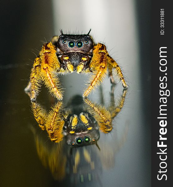 Small Black And Yellow Jumping Spider Macro