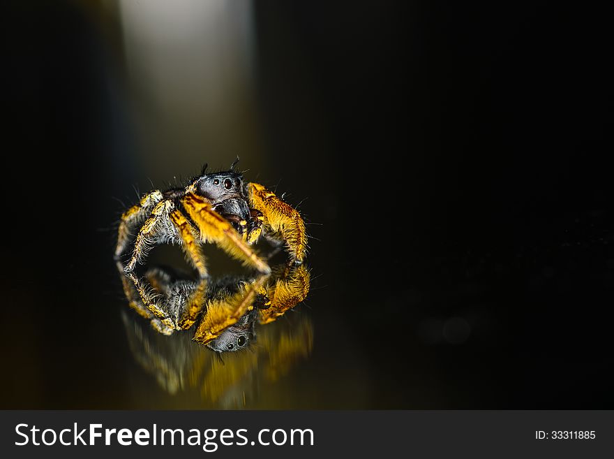 Small Black and Yellow Jumping Spider Macro