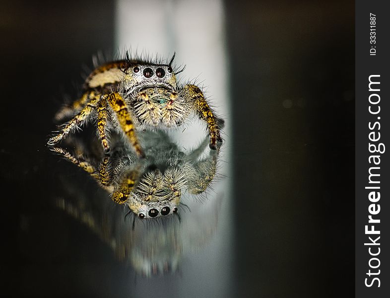 Small Brown and Yellow Jumping Spider Macro