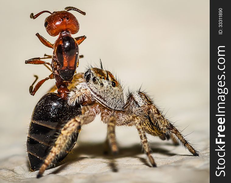 Brown and Yellow Jumping Spider Macro, eating an ant. Brown and Yellow Jumping Spider Macro, eating an ant