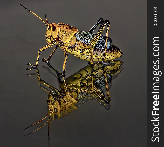 Black and Yellow Grasshopper Macro Closeup