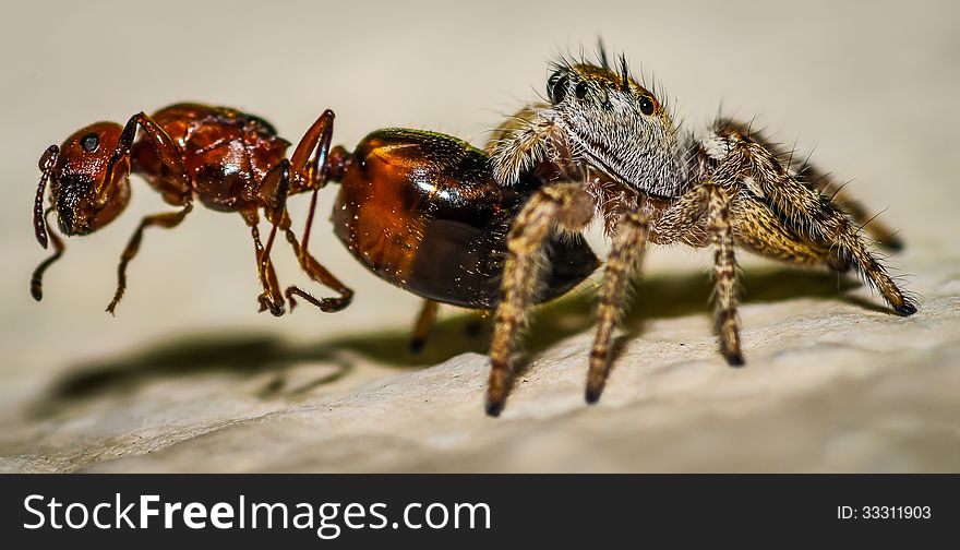 Brown and Yellow Jumping Spider Macro, eating an ant. Brown and Yellow Jumping Spider Macro, eating an ant