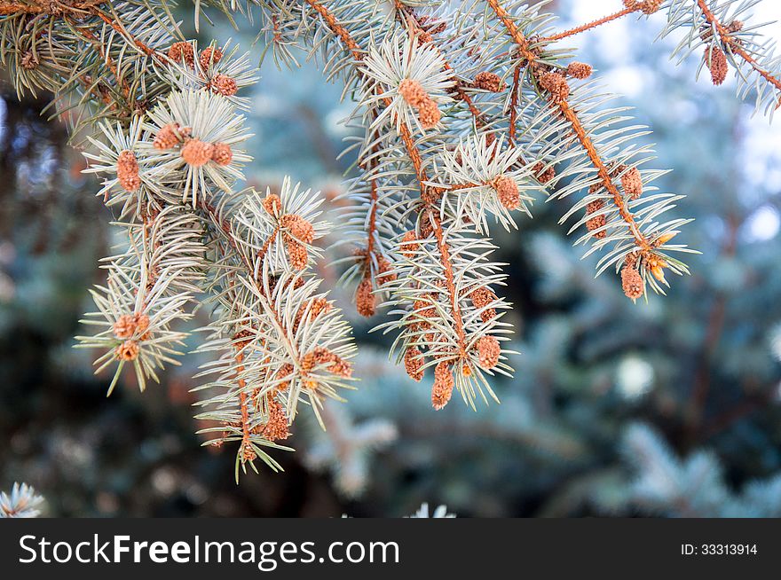 Strobile on spruce, city of Orenburg, Southern Ural, Russia