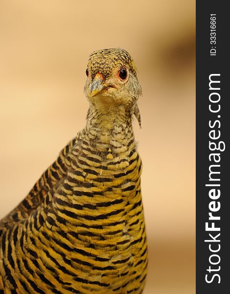 Golden Pheasant &x28;Chrysolophus Pictus&x29;