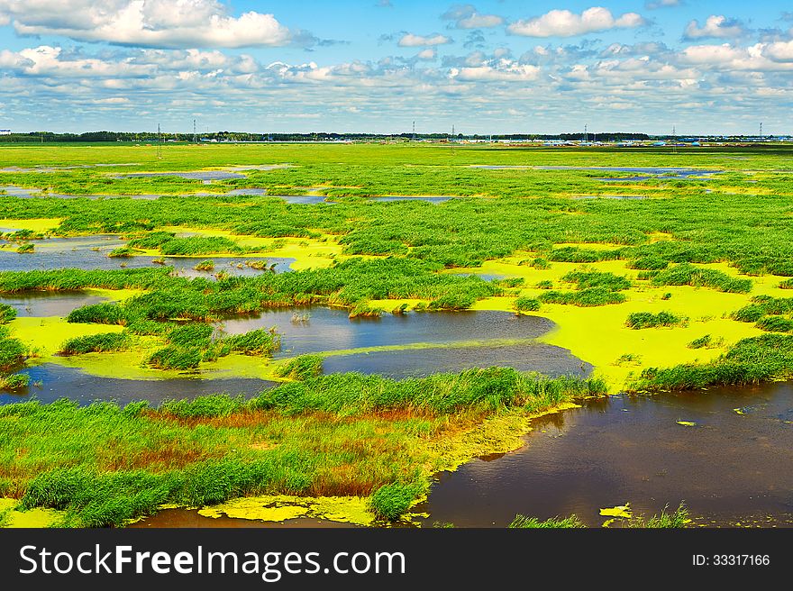 The photo taken in China's heilongjiang province daqing city Longfeng marsh.Longfeng marsh is located in the urban wetland, distance from the city center only 8km. The photo taken in China's heilongjiang province daqing city Longfeng marsh.Longfeng marsh is located in the urban wetland, distance from the city center only 8km.