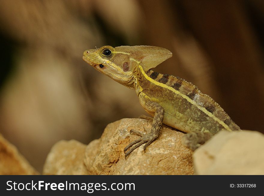 This little lizard you can also call brown basilisk. They are able to run over the water. Because of this they have the nickname Jesus Lizard. This little lizard you can also call brown basilisk. They are able to run over the water. Because of this they have the nickname Jesus Lizard.