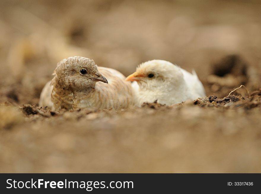 This little birds belongs to the pheasants and build their nest on the ground. This little birds belongs to the pheasants and build their nest on the ground.