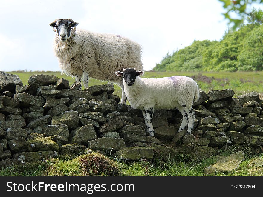 A Lamb with its Mother Standing on a Dry Stone Wall. A Lamb with its Mother Standing on a Dry Stone Wall.