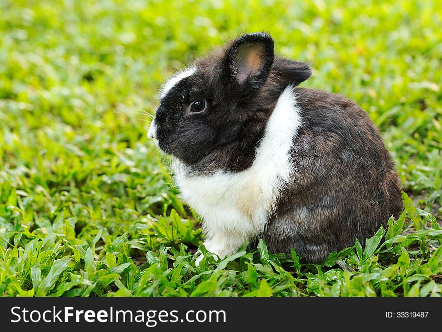 Small piebald rabbit sitting on green grass. Small piebald rabbit sitting on green grass
