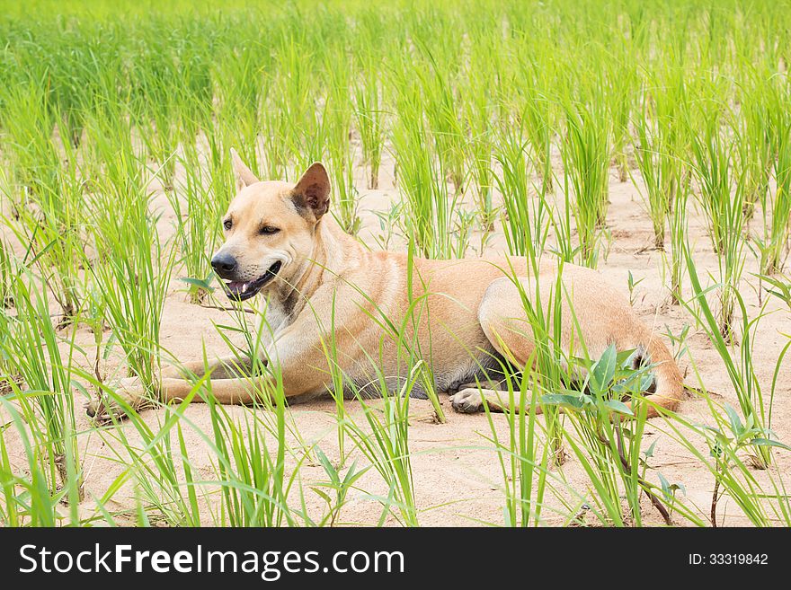 Cute Dog Sitting On Rice Field