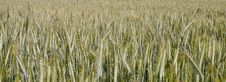 Rye Field Stock Photos Rye Field Stock Photos