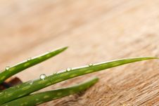 Aloe Vera Royalty Free Stock Photography Aloe Vera Royalty Free Stock Photography