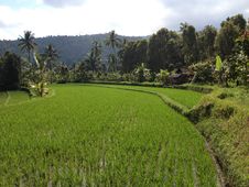 Rice Fields, Bali Stock Image Rice Fields, Bali Stock Image