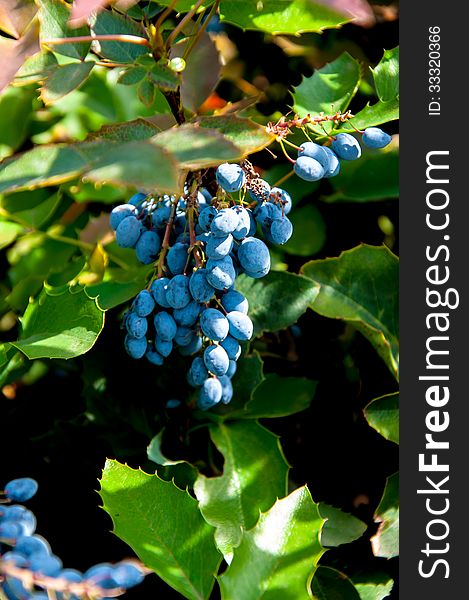 Mahonia aquifolium evergreen shrubs, the genus Mahonia, city of Orenburg, Southern Ural, Russia