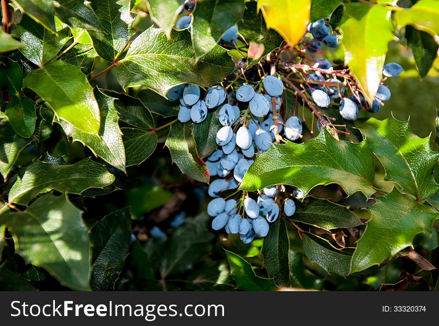 Mahonia Aquifolium Evergreen Shrubs, The Genus Mahonia