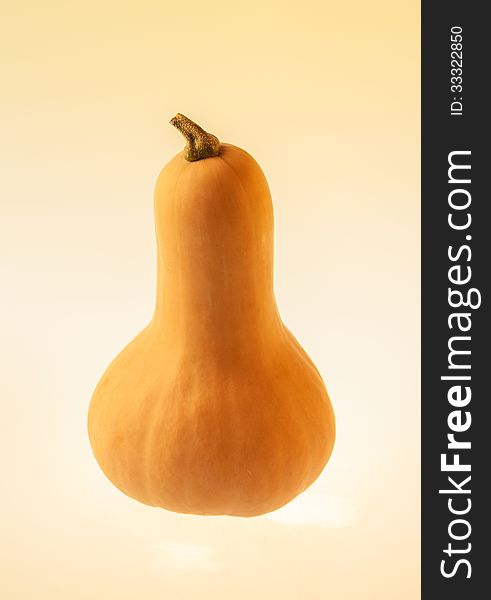 Butternut squash on yellow background. Butternut squash on yellow background