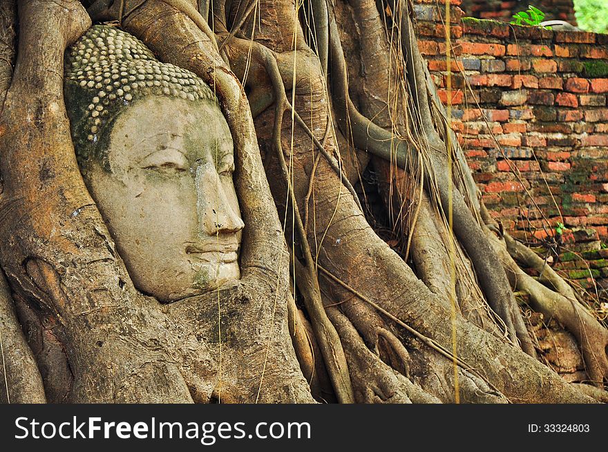 Buddha head in the tree roots. Buddha head in the tree roots