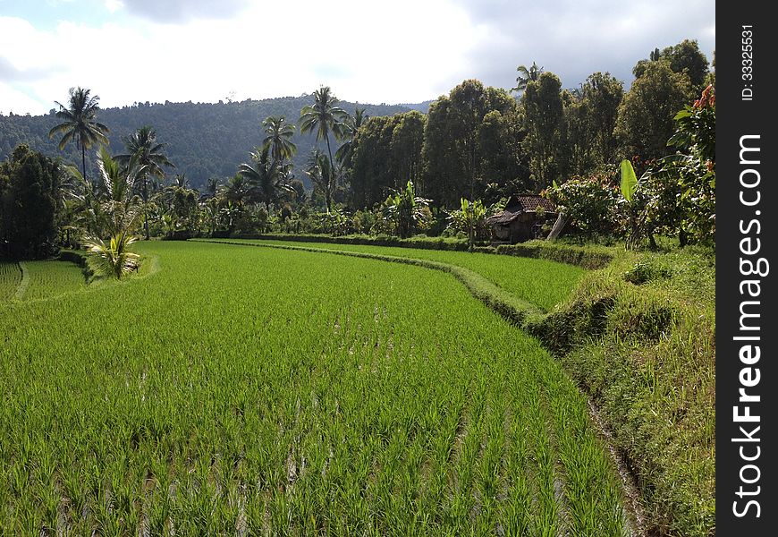 Rice Fields, Bali