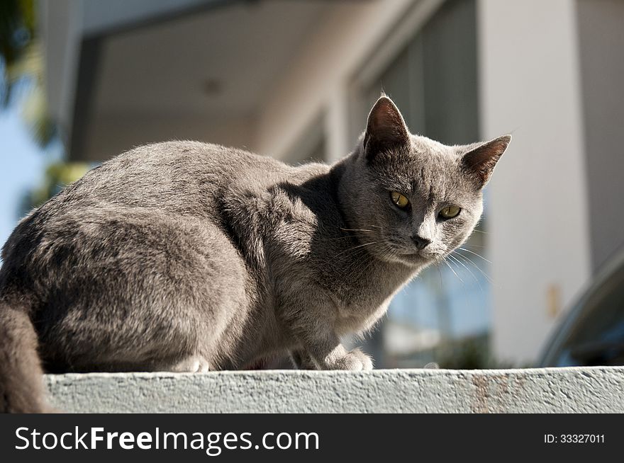 The British Shorthair is a domesticated cat whose features make it a popular breed in cat shows. The British Shorthair is a domesticated cat whose features make it a popular breed in cat shows