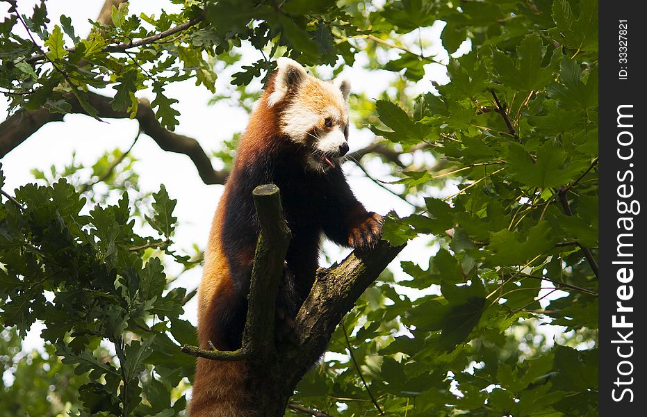 A Red Panda in a tree