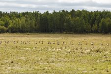A Flock Of Geese Royalty Free Stock Photography A Flock Of Geese Royalty Free Stock Photography