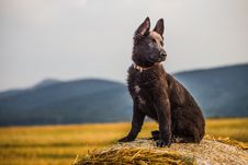 Young German Shepherd Stock Image